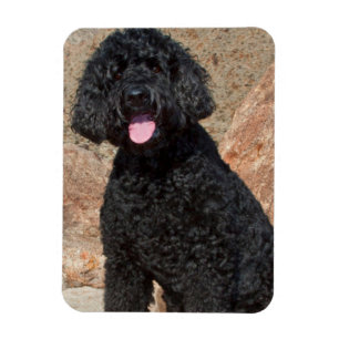 Ímã EUA, Califórnia. Labradoodle Cuidando