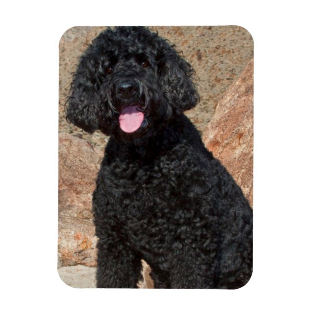 Ímã EUA, Califórnia. Labradoodle Cuidando (Vertical)