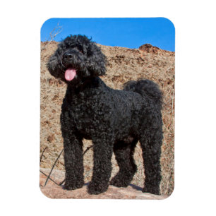 Ímã EUA, Califórnia. Labradoodle em Pé