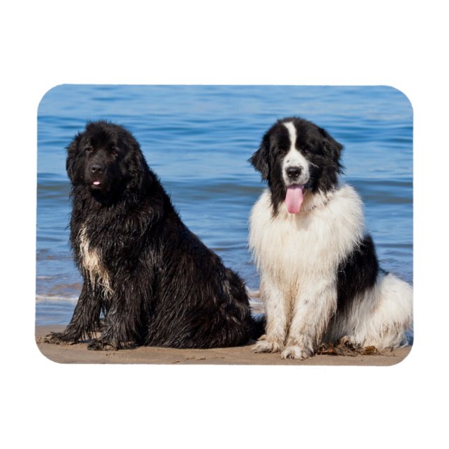 Ímã EUA, Califórnia. Newfoundlands Sentados (Horizontal)