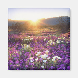 Imã EUA, Califórnia, Parque Estadual do Deserto de Anz