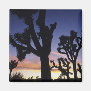 Imã EUA, Califórnia, Parque Nacional Joshua Tree,