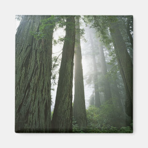 Imã EUA, Califórnia, Parque Nacional Redwood, 2