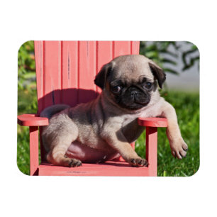 Ímã EUA, Califórnia. Pug Filhote Desleixado