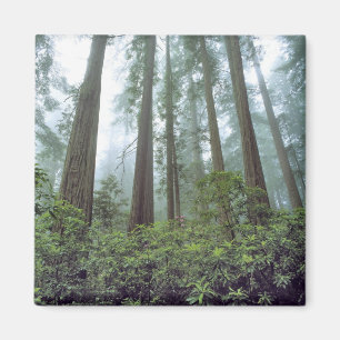 Imã EUA, Califórnia, Redwood NP. Névoa filtra a