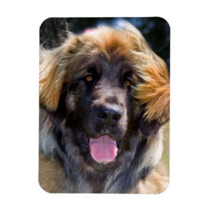 Ímã EUA, Califórnia. Retrato de Leonberger Sentado