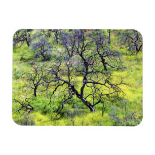 Ímã EUA, Califórnia, San Diego. Uma floresta de carval