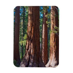 Ímã EUA, Califórnia. Troncos de árvores Redwood, Marip