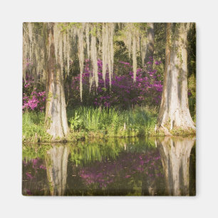 Imã EUA, Carolina do Sul, Charleston. Árvores de Cipre