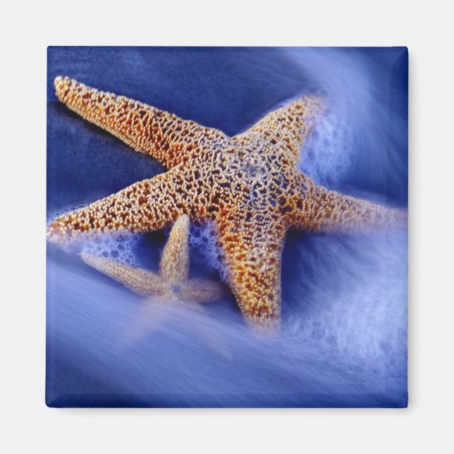 Imã EUA, Carolina do Sul, Ilha Hilton Head. Dois (Frente)