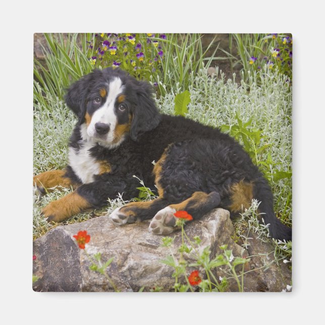 Imã EUA, Colorado, Breckenridge. Fêmea Bernese (Frente)