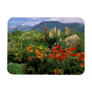 Ímã EUA, Colorado, Crested Butte. Papoulas e lupino