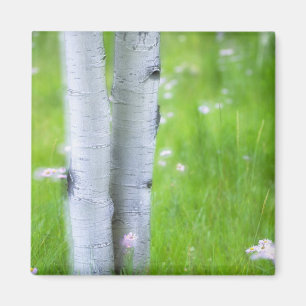 Imã EUA, Colorado, Lake City, Aspens e