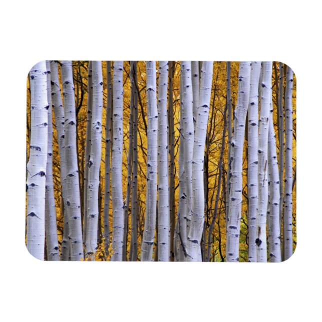 Ímã EUA, Colorado, Montanhas Rochosas. Cena íntima (Horizontal)