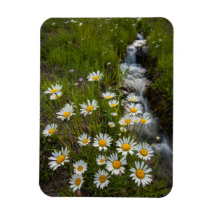 Ímã EUA, Colorado, San Juan Mountain. Daisies