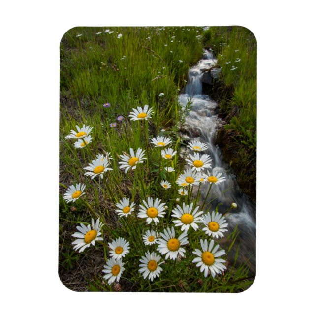 Ímã EUA, Colorado, San Juan Mountain. Daisies (Vertical)