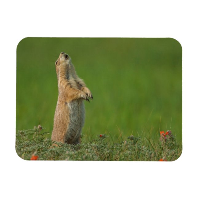 Ímã EUA, Dakota do Sul, Parque Estadual Custer (Horizontal)