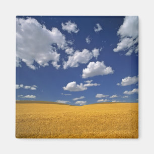 Imã EUA, Estado de Washington, Colfax. Reúne cevada