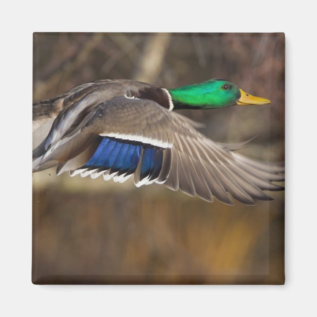 Imã EUA, Estado de Washington, Mallard, homem, voo. (Frente)