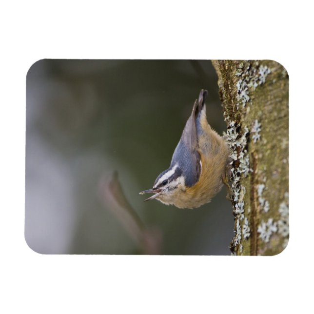 Ímã EUA, Estado de Washington, Red-Brested Nuthatch, (Horizontal)