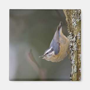 Imã EUA, Estado de Washington, Red-Brested Nuthatch,