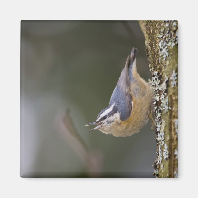 Imã EUA, Estado de Washington, Red-Brested Nuthatch, (Frente)