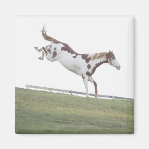 Imã EUA, Estados de Nova Iorque, Hudson, cavalo que