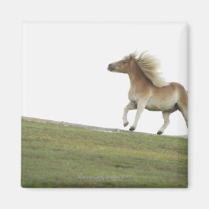 Imã EUA, Estados de Nova Iorque, Hudson, cavalo que