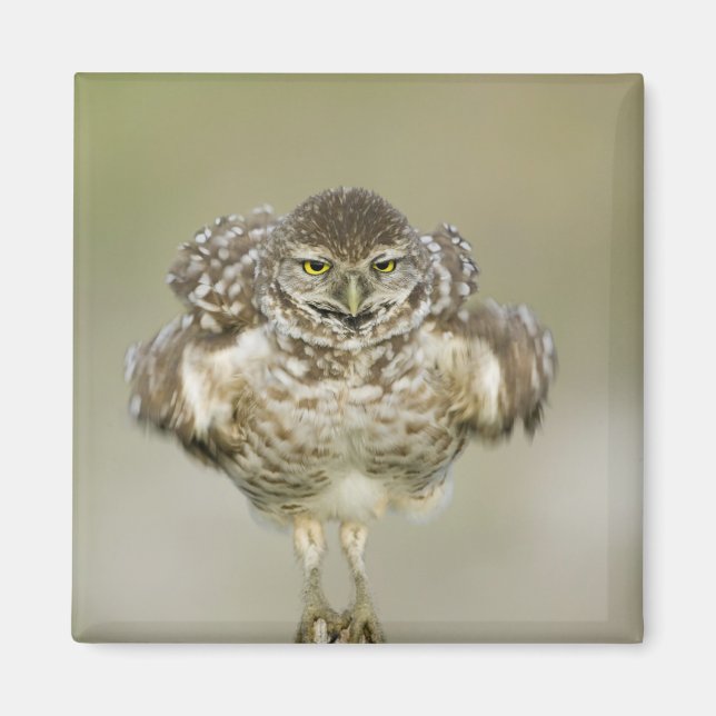 Imã EUA, Flórida, Cape Coral, Close-up da toca (Frente)