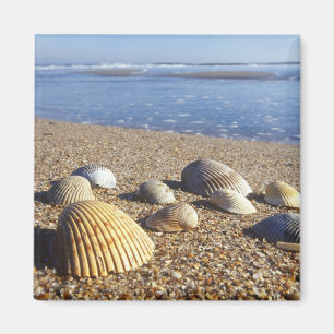 Imã EUA, Flórida, Conchas Marinhas Costeiras