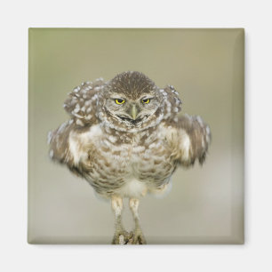 Imã EUA, Florida, coral do cabo, Fim-acima de