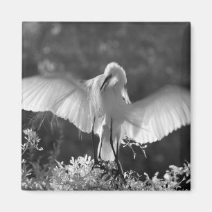 Imã EUA, Flórida, Garça-branca-grande (Ardea alba) inf