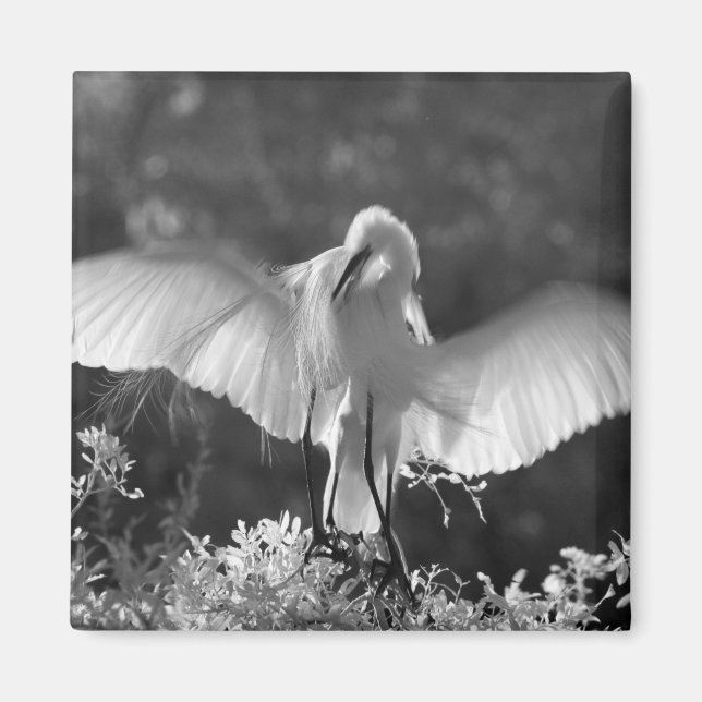 Imã EUA, Flórida, Garça-branca-grande (Ardea alba) inf (Frente)