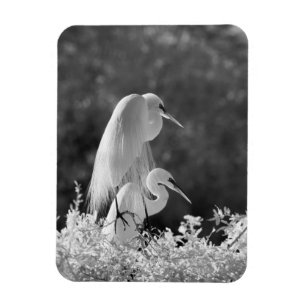 Ímã EUA, Flórida, Garça-branca-grande (Ardea alba) inf