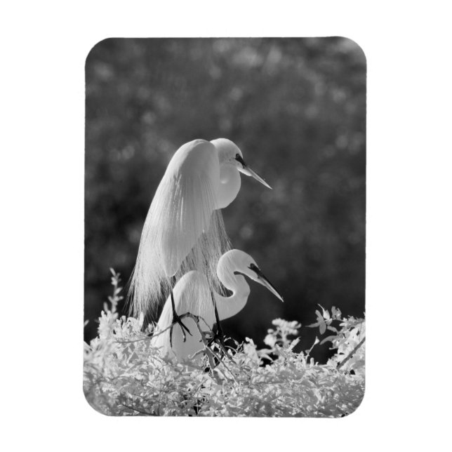 Ímã EUA, Flórida, Garça-branca-grande (Ardea alba) inf (Vertical)