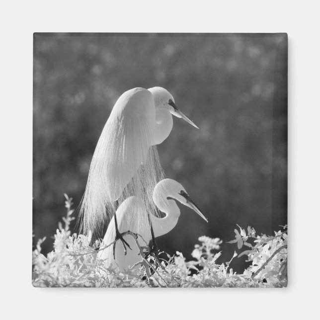 Imã EUA, Flórida, Garça-branca-grande (Ardea alba) inf (Frente)
