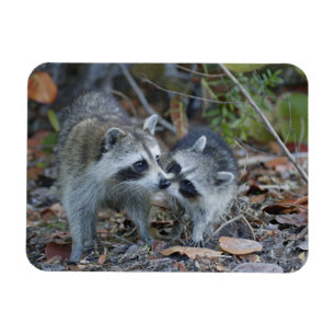 Ímã EUA, Flórida, Sanibel, Ding Querido Nacional