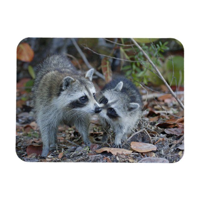 Ímã EUA, Flórida, Sanibel, Ding Querido Nacional (Horizontal)