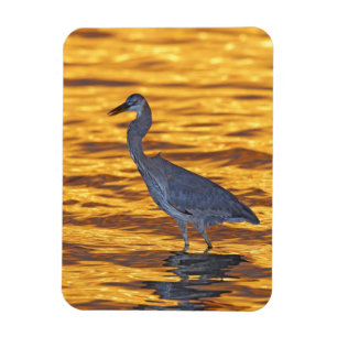 Ímã EUA, Florida, St Petersburg, parque de Forte De