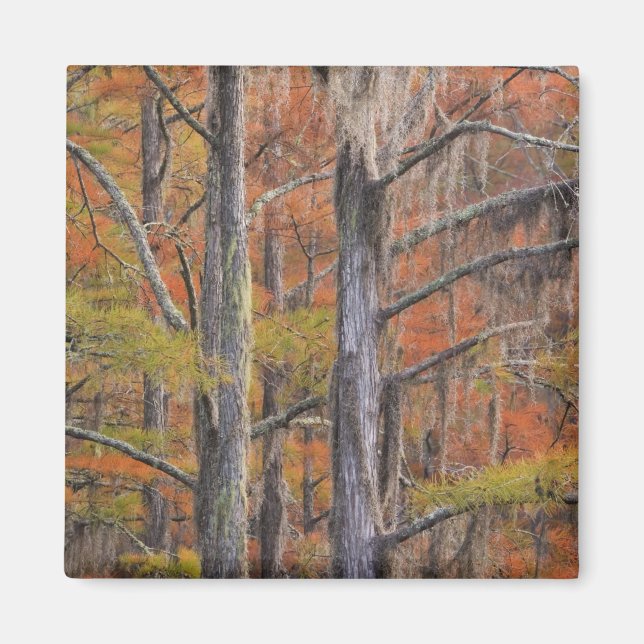 Imã EUA, Geórgia, George Smith State Park, Cypress (Frente)