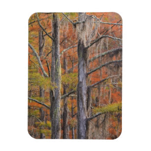 Ímã EUA, Geórgia, George Smith State Park, Cypress