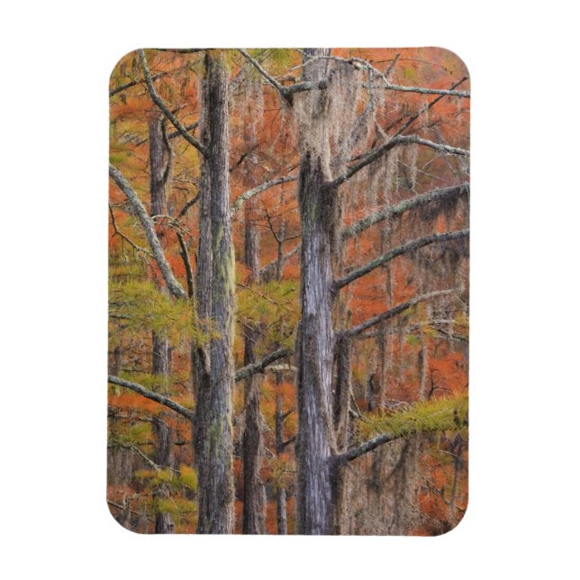 Ímã EUA, Geórgia, George Smith State Park, Cypress (Vertical)