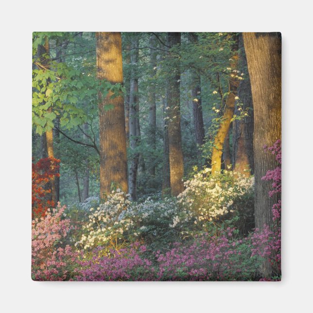 Imã EUA, Geórgia, Jardins Callaway, floresta Azalea. (Frente)