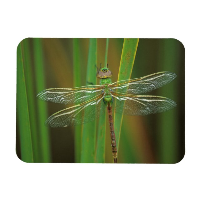 Ímã EUA, Geórgia. Libélula dárner verde em juncos (Horizontal)