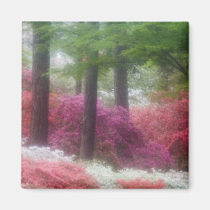 Imã EUA; Geórgia; Pine Mountain. Azaleas em