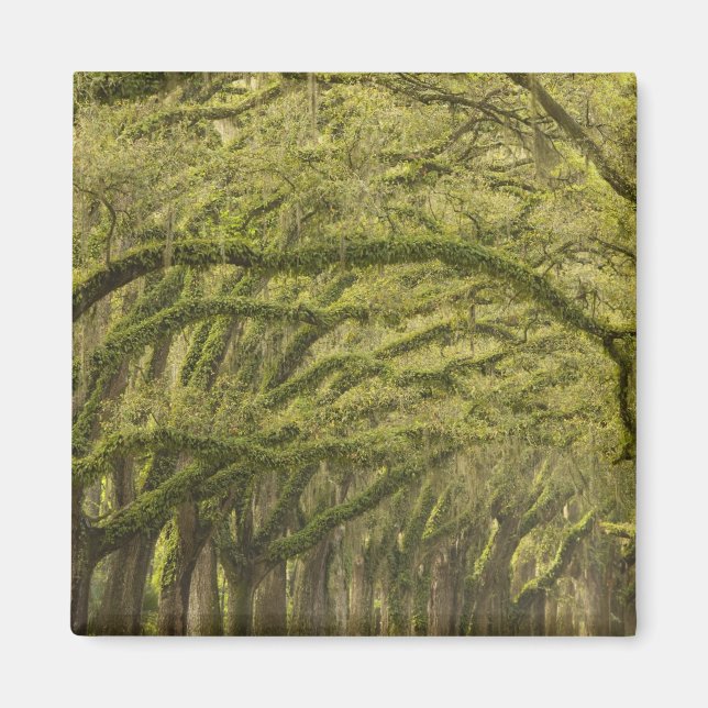 Imã EUA; Geórgia; Savannah. Árvores de carvalho com (Frente)