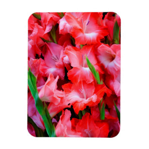 Ímã EUA, Geórgia, Savannah, Buquê De Gladiolus