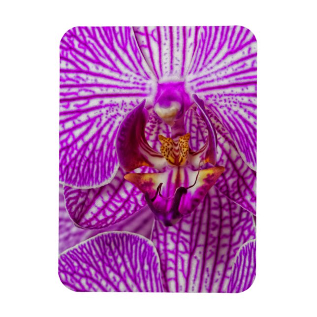 Ímã EUA, Geórgia, Savannah, Close-Up De Orquídea (Vertical)