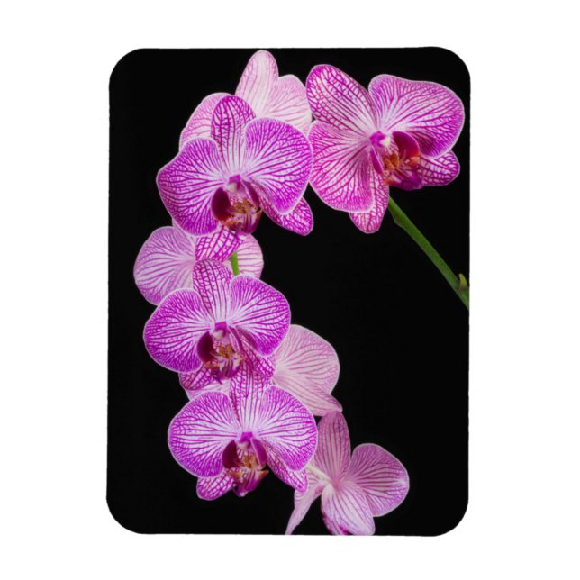 Ímã EUA, Geórgia, Savannah, Conjunto De Orquídeas 2 (Vertical)