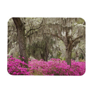 Ímã EUA, Geórgia, Savannah, Primavera no Histórico
